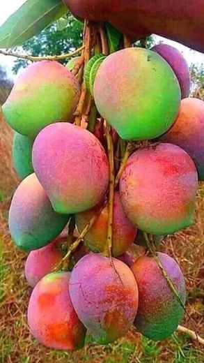 Manga fruta