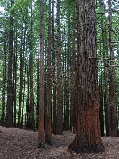 Bosque De Secuoyas