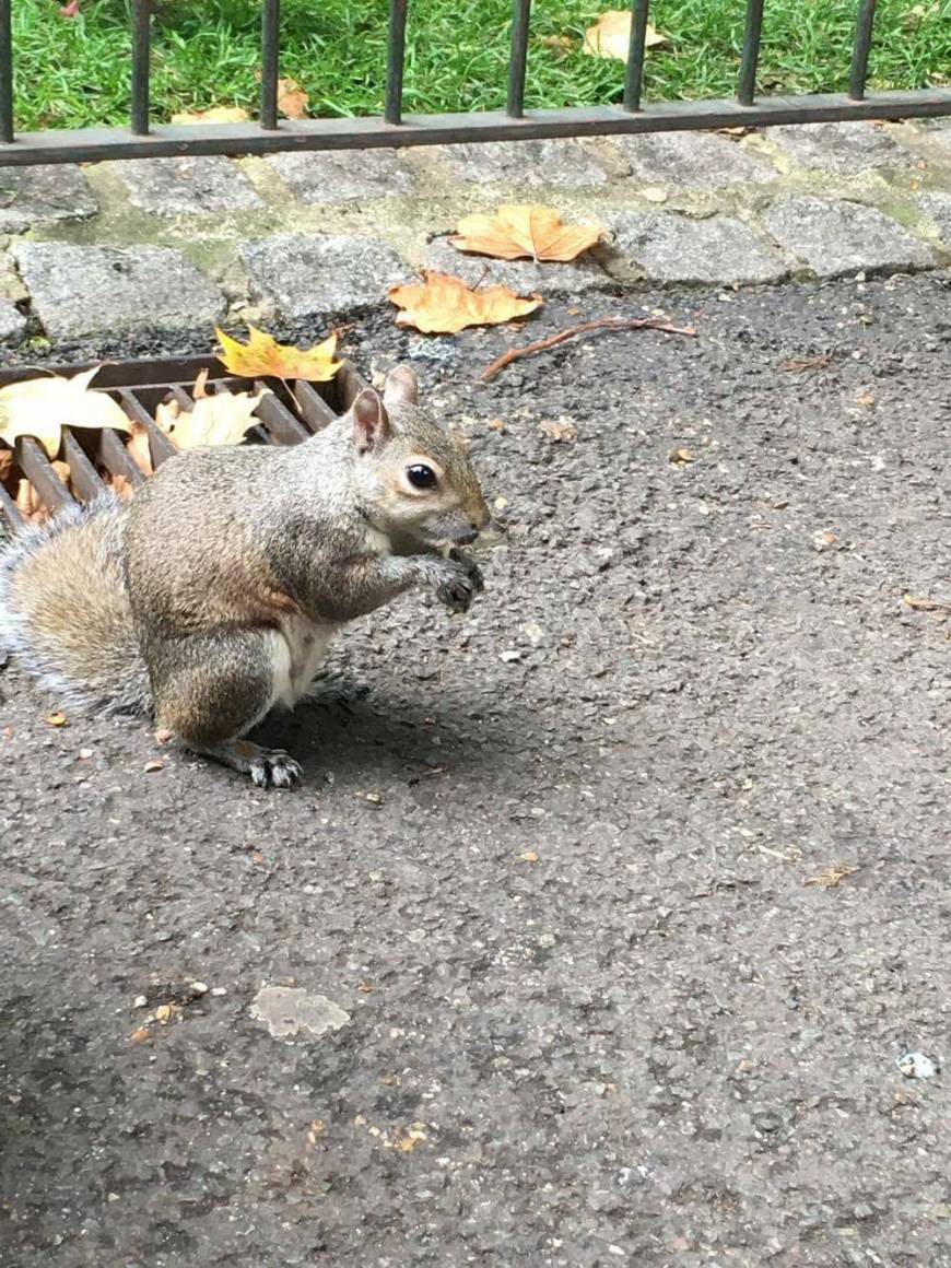 Lugar St. James's Park