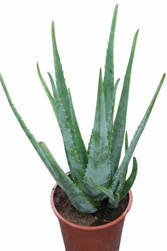 Producto Planta De Interior Planta Para La Casa o La Oficina Aloe Vera