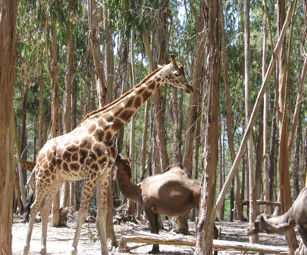 Lugar Badoca Safari Park