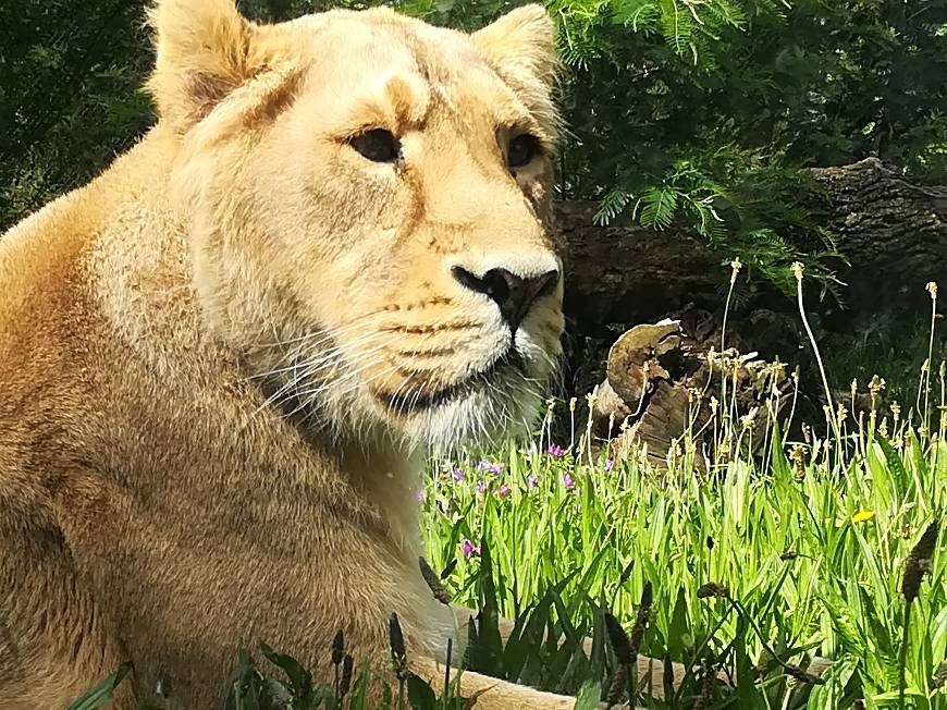 Place ZOO Santo Inácio