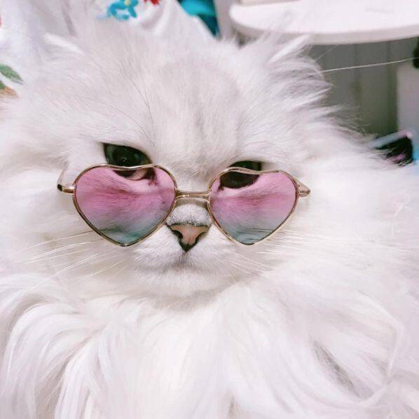 Social 🐱