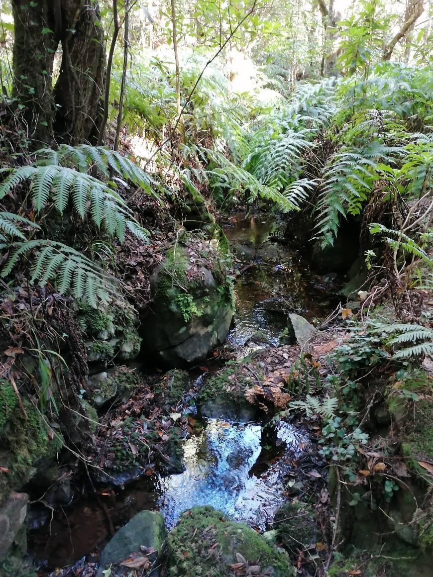 Places Pico das Pedras (levada) 