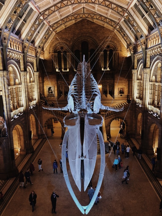 Places Museu de História Natural - Londres 