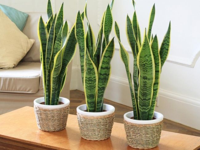 Product Planta SANSEVIERIA TRIFASCIATA