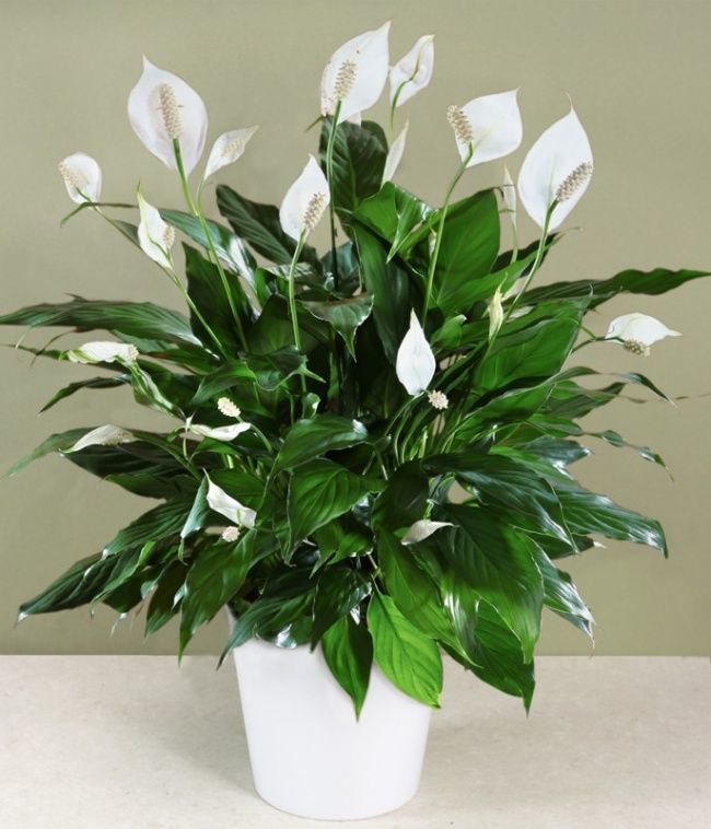 Product Planta SPATHIPHYLLUM 