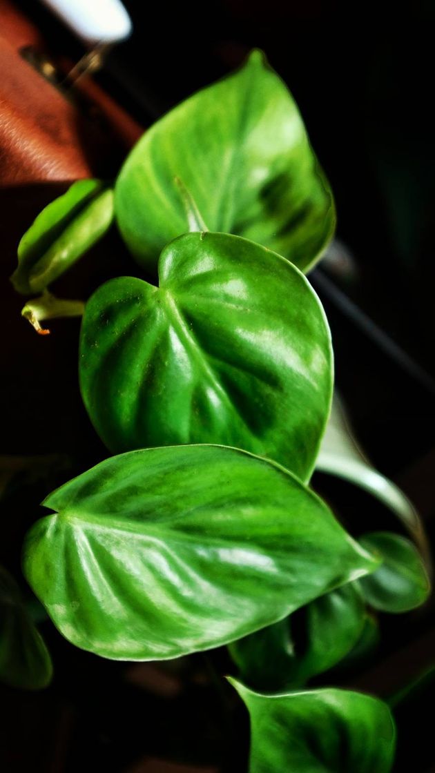 Social Bioma Plants | Plantas interior entregues diretamente em tua casa