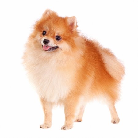 Fashion Pomerania