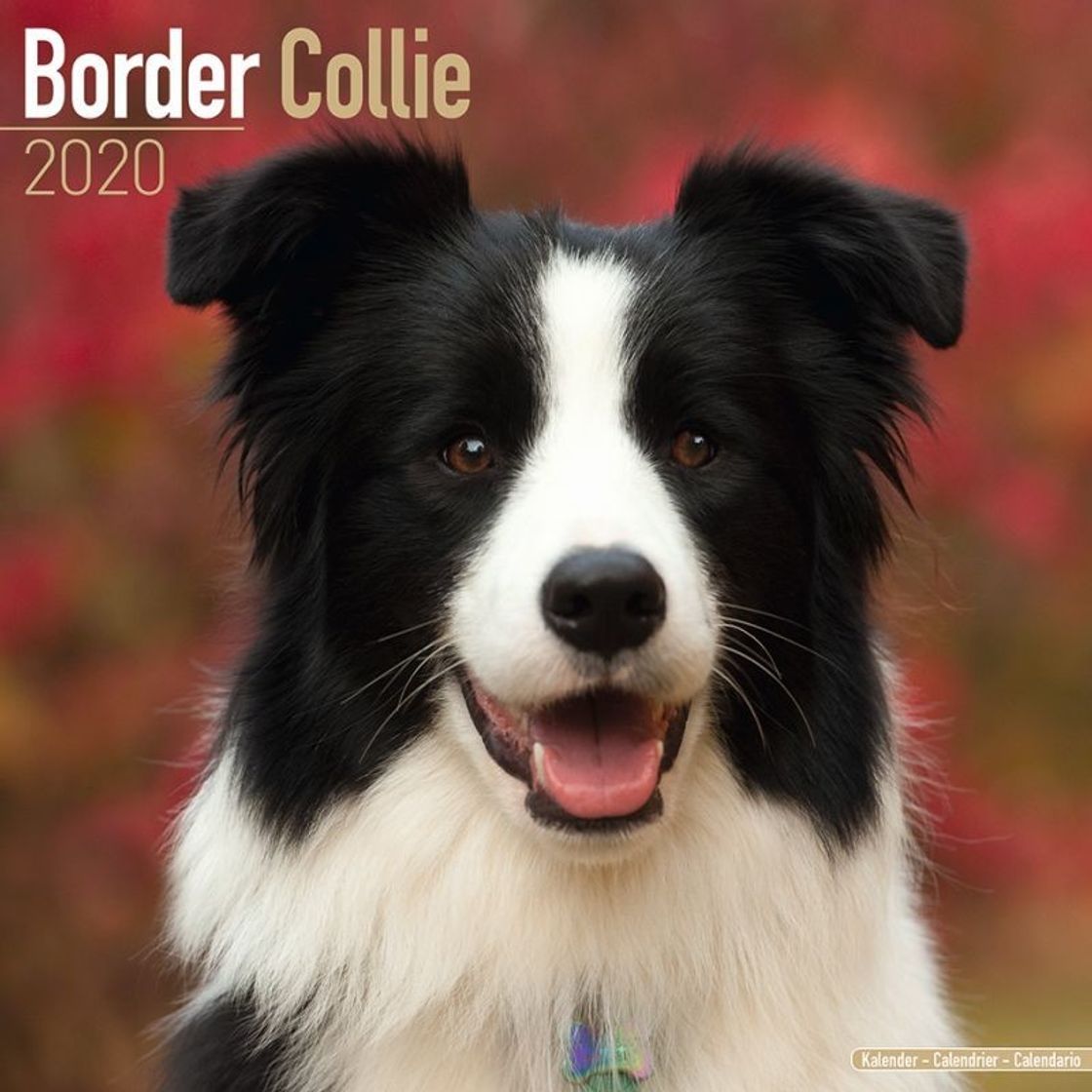 Fashion Border Collie