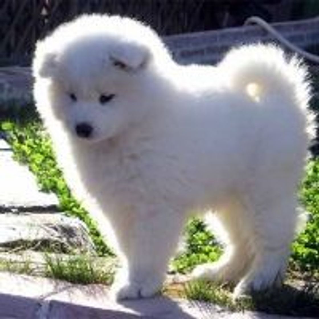 Fashion Samoyedo