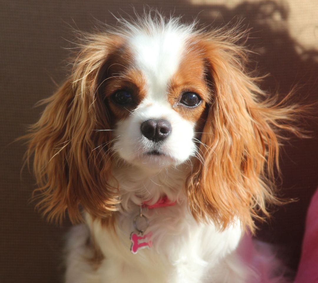 Fashion Cavalier King Charles Spaniel