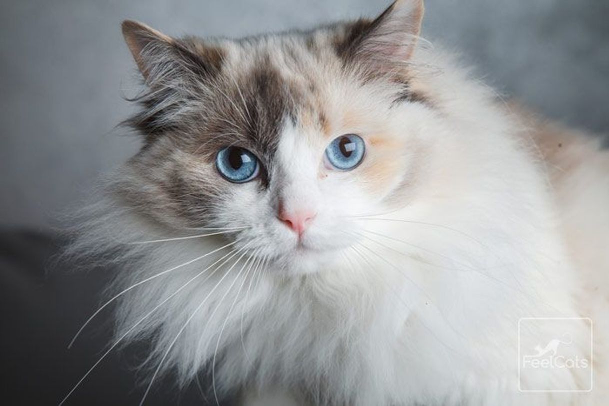 Moda Gato Ragdoll