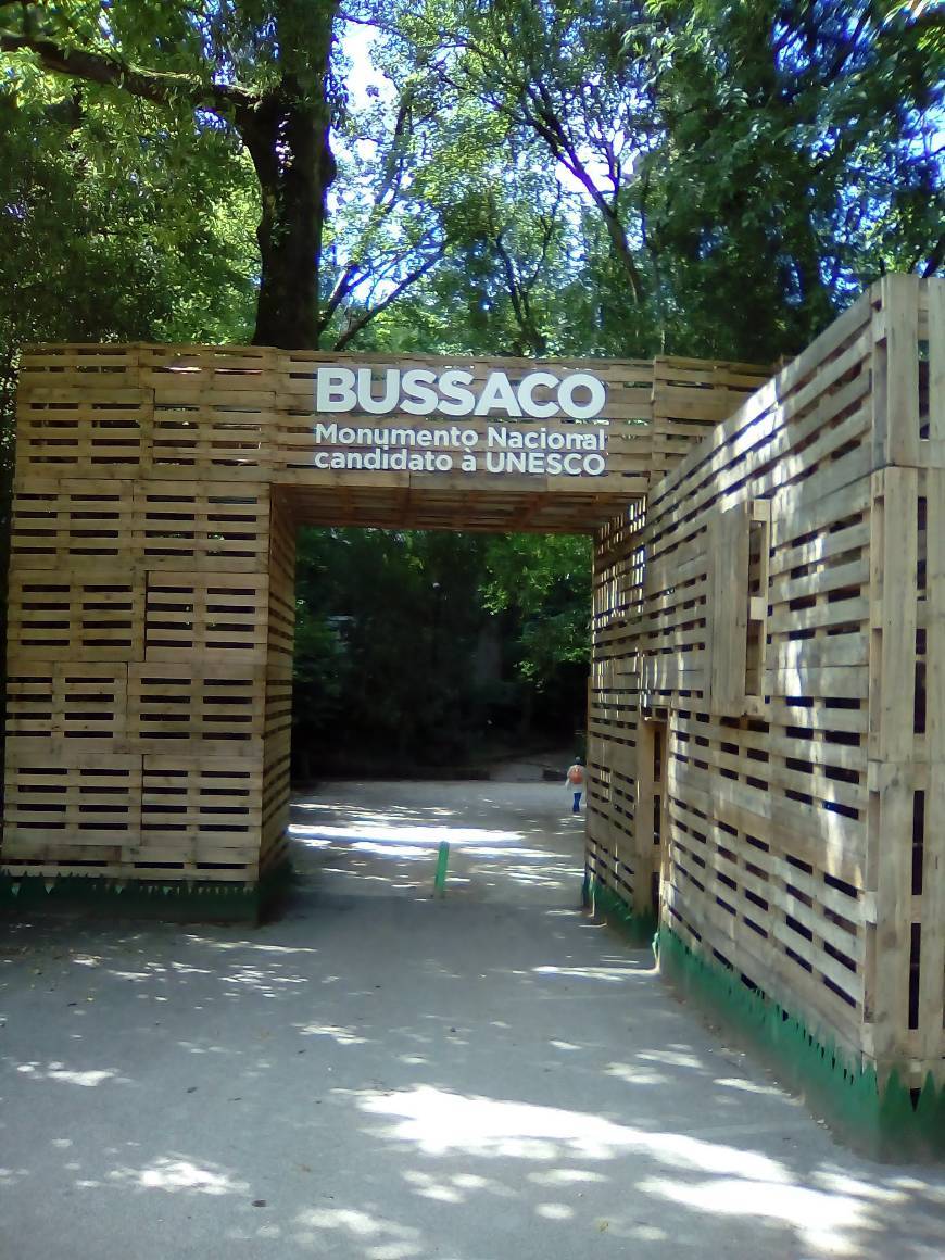 Lugar Mata Nacional do Buçaco