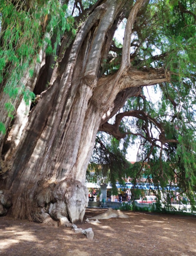 Place Árbol del Tule