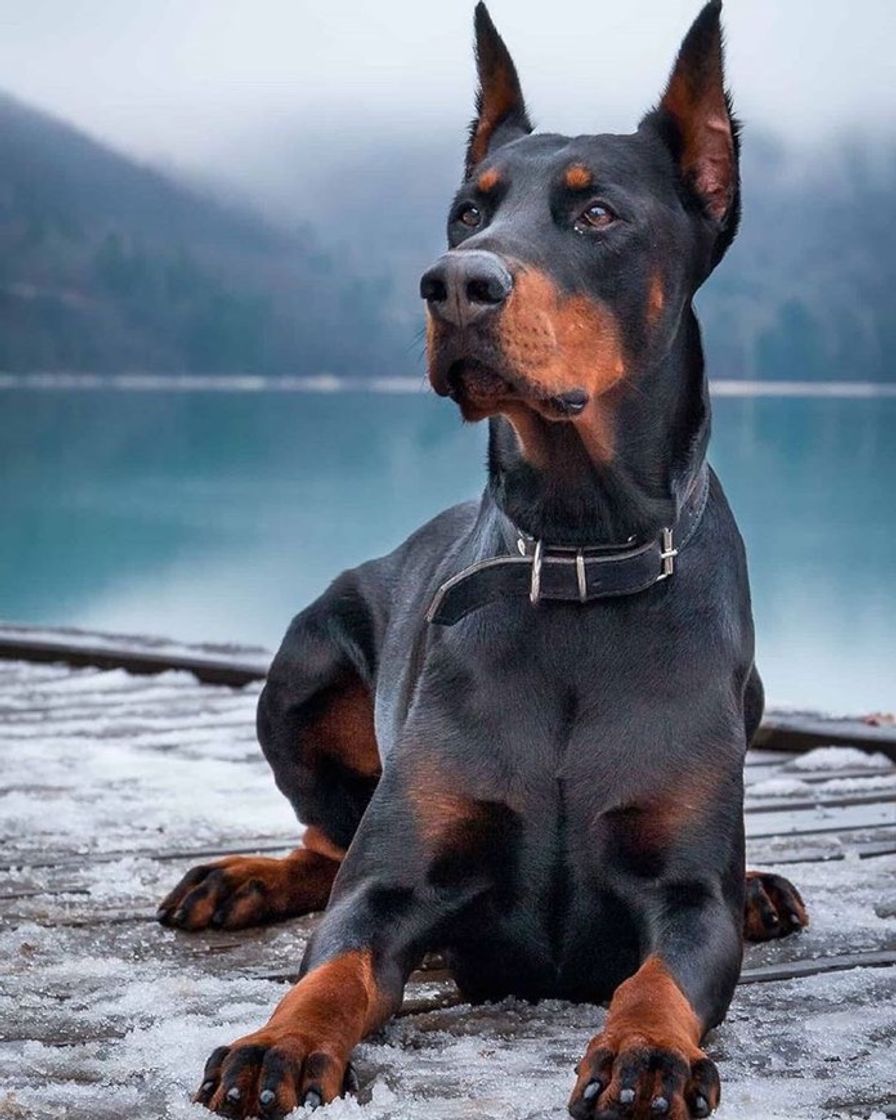 Moda ✨Doberman✨