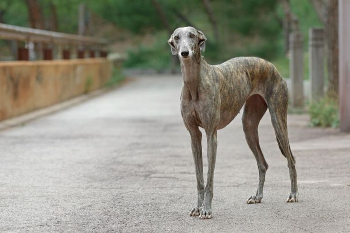 Fashion ✨galgo✨