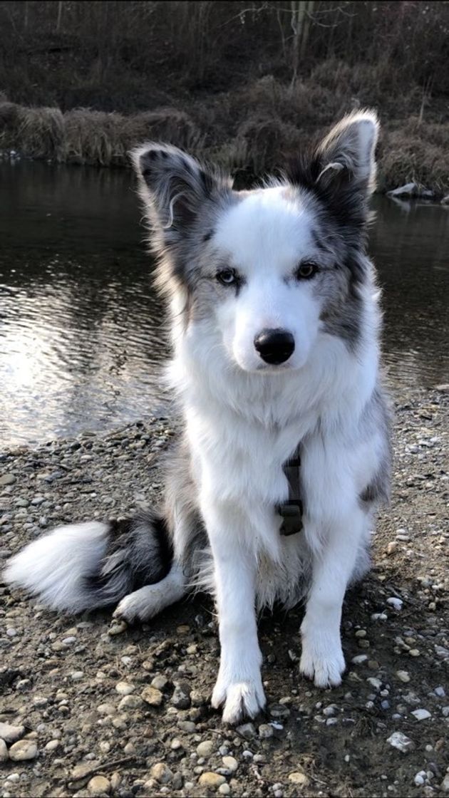 Moda ✨border collie✨