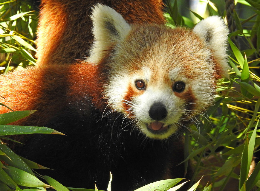 Moda Panda Vermelho