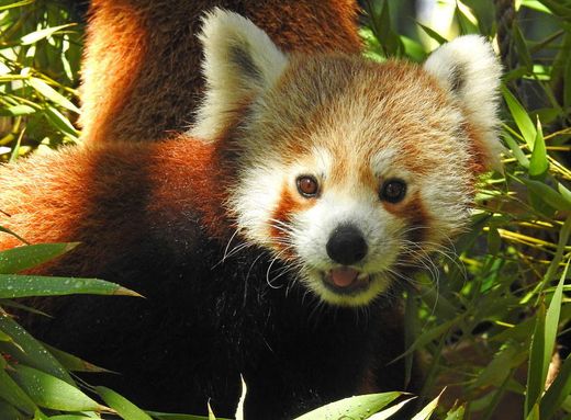 Panda Vermelho