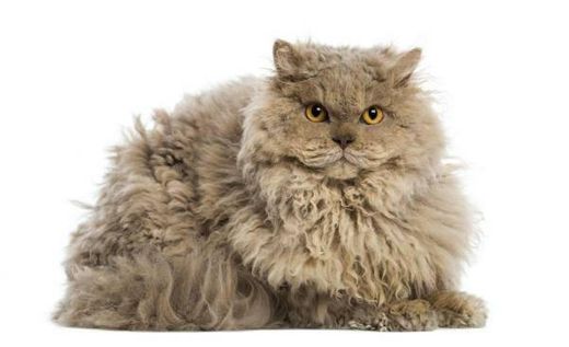 Selkirk Rex