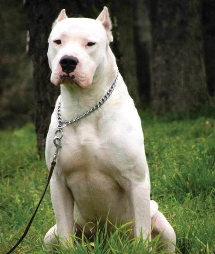 Dogue Argentino