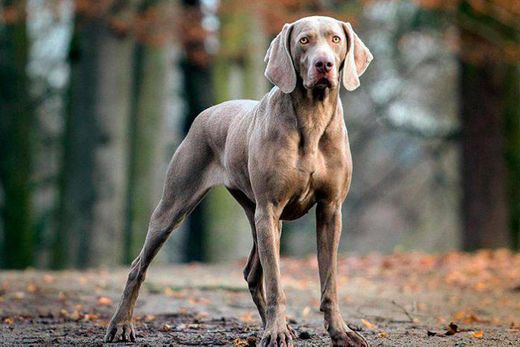 Weimaraner