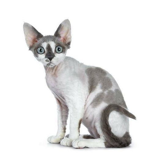 Devon Rex