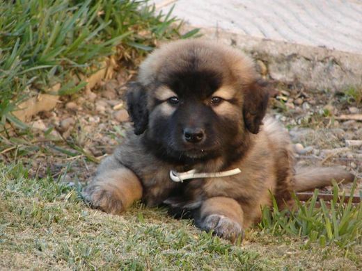 Cão da Serra da Estrela