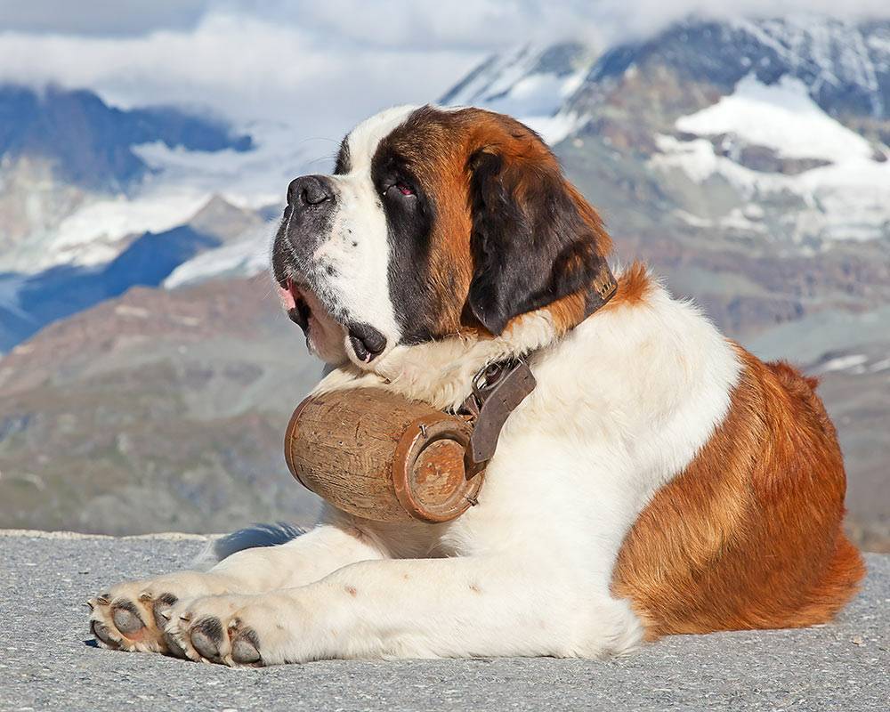 Social São Bernardo