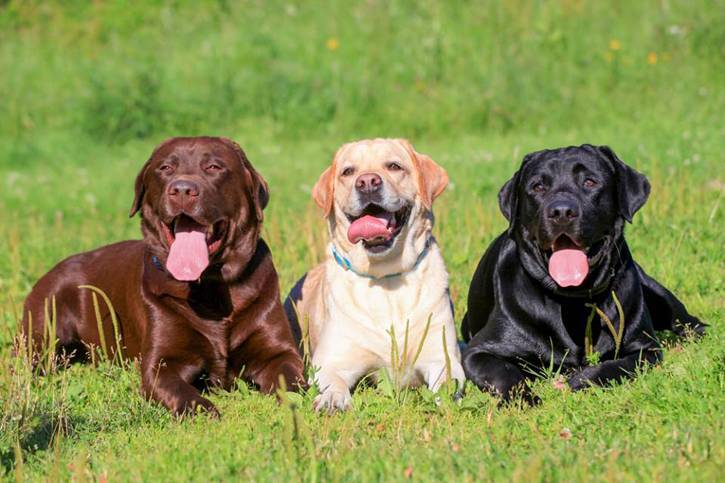 Social Labrador Retriever