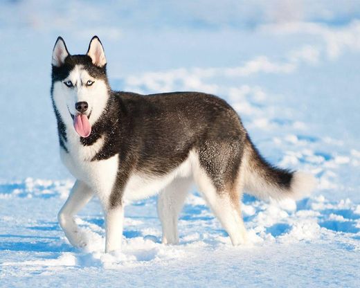 Husky Siberiano