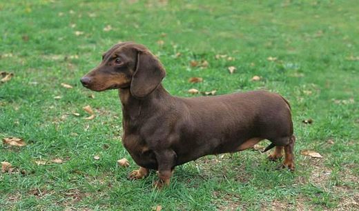 Dachshund