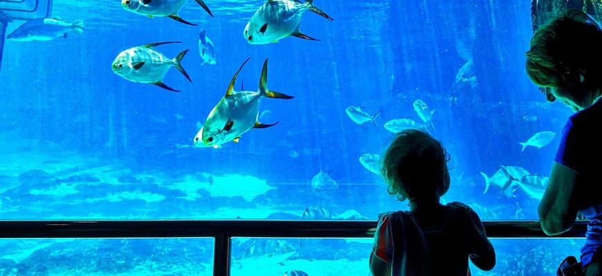 Lugar Oceanario Centro Cultural