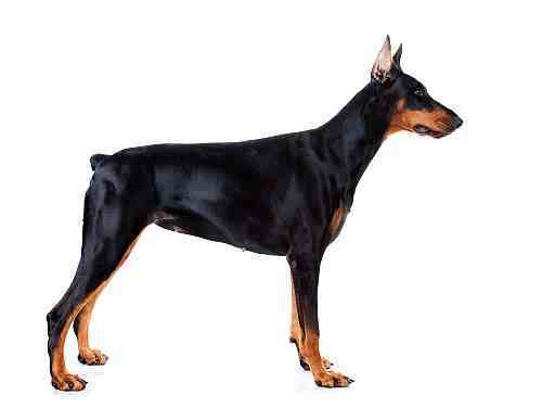 Doberman