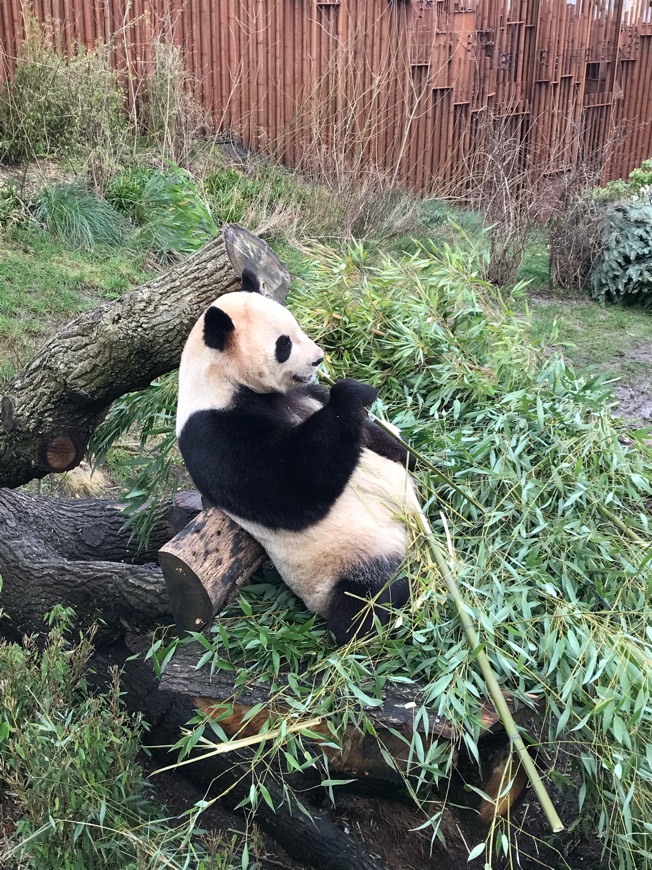 Lugar Zoológico de Copenhague