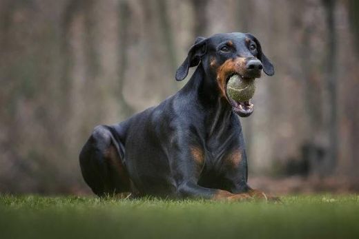 Social Dobermann