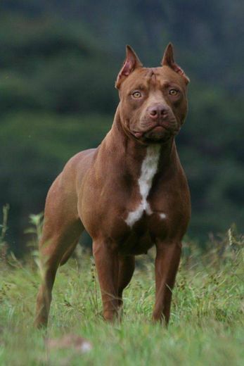 Social American Pit Bull Terrier