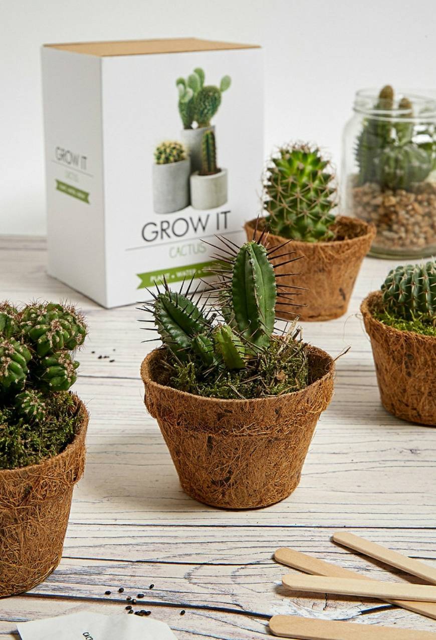 Productos Urban Outfitters grow it cactus kit