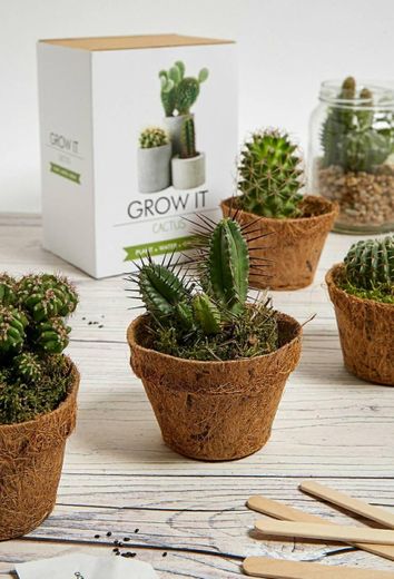 Urban Outfitters grow it cactus kit
