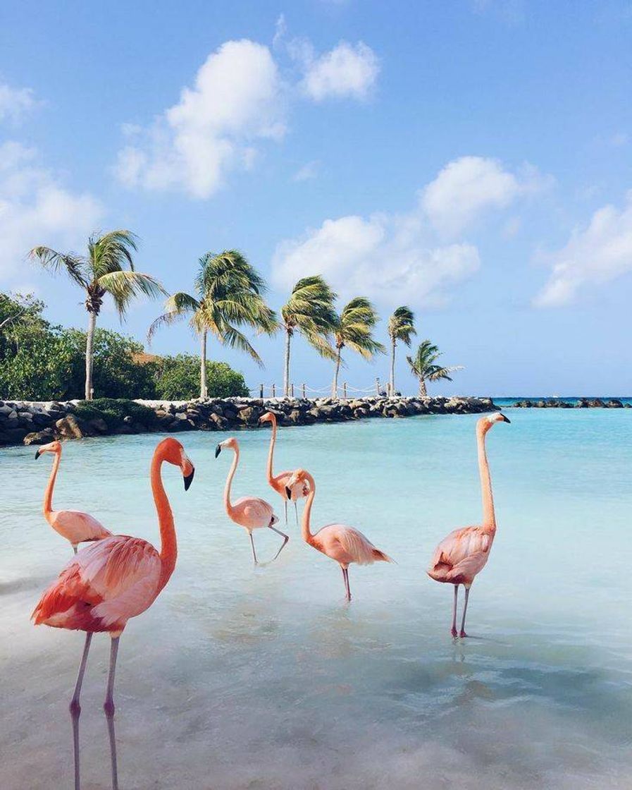 Place Aruba - Flamingo Beach