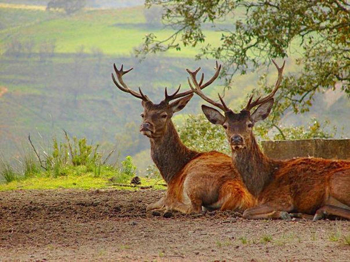 Lugar Tapada Nacional de Mafra