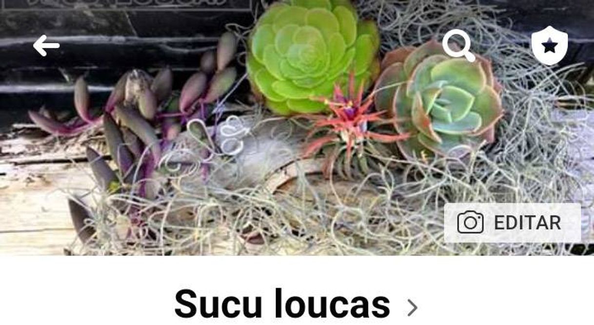 Moda Sucus Loucas 