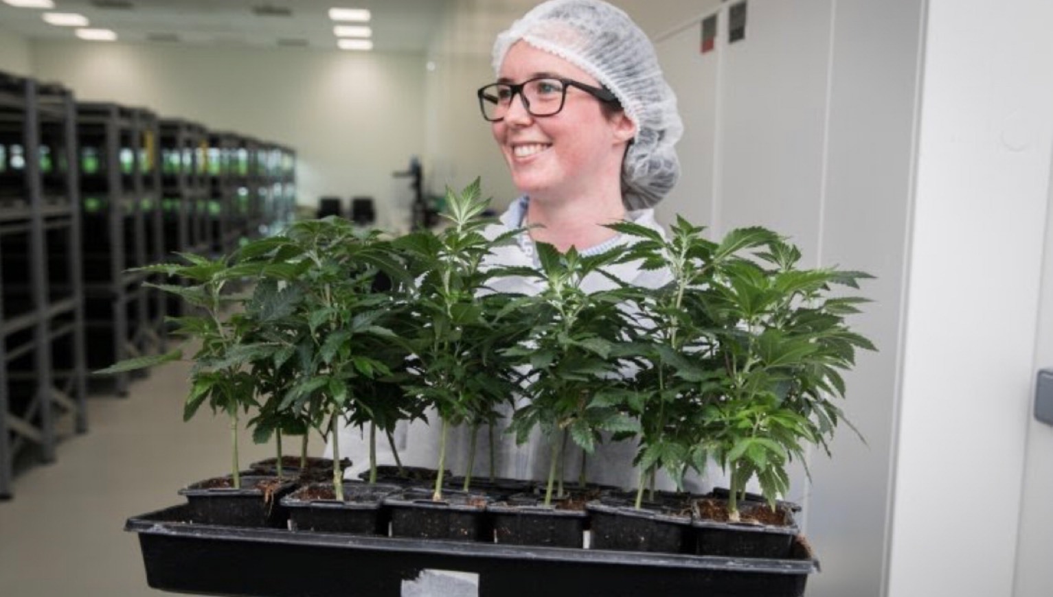 Social Legalização da “Cannabis” para fins terapêuticos  