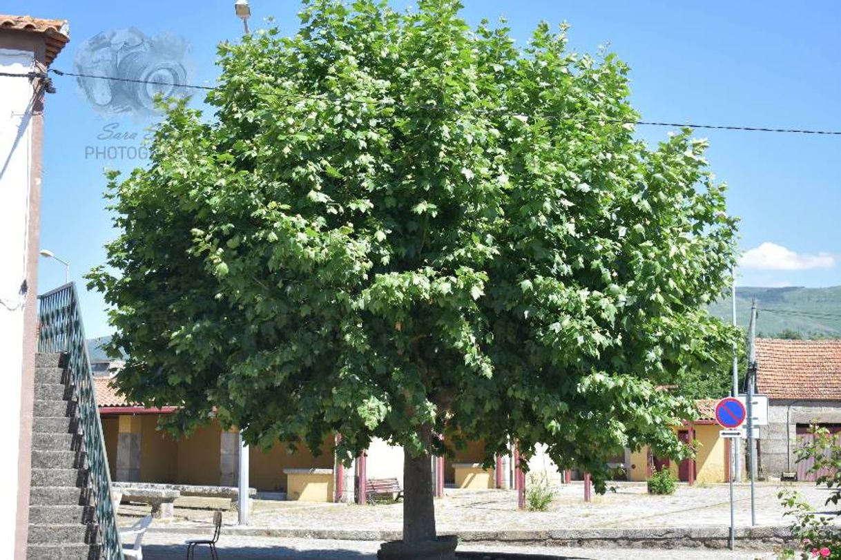 Lugar Carrapichana