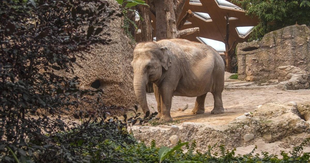 Lugar Zoo Zürich