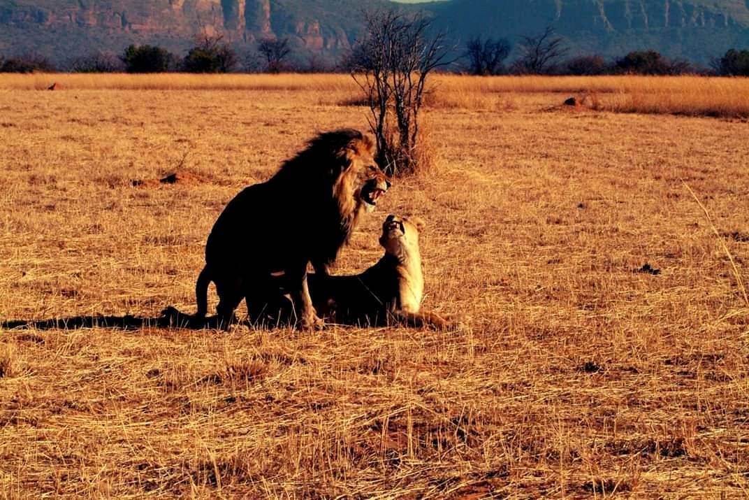 Place Entabeni Safari Conservancy