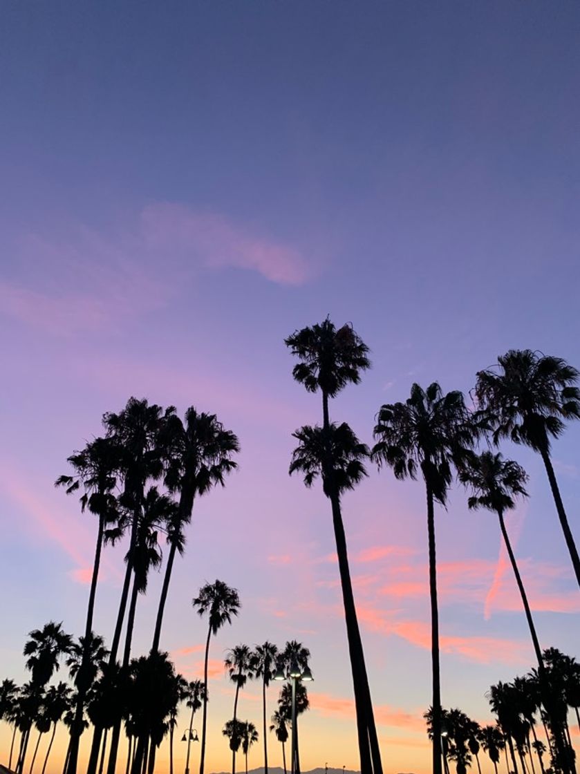 Place Venice Beach