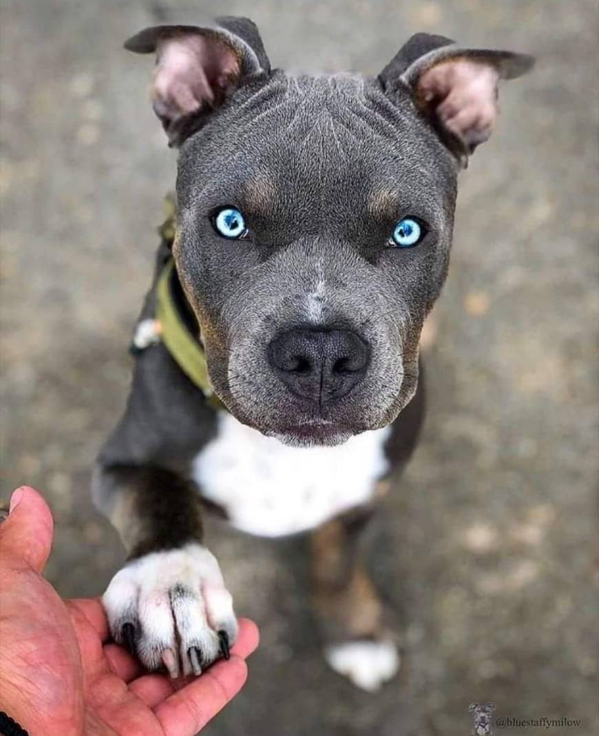 Social Dog