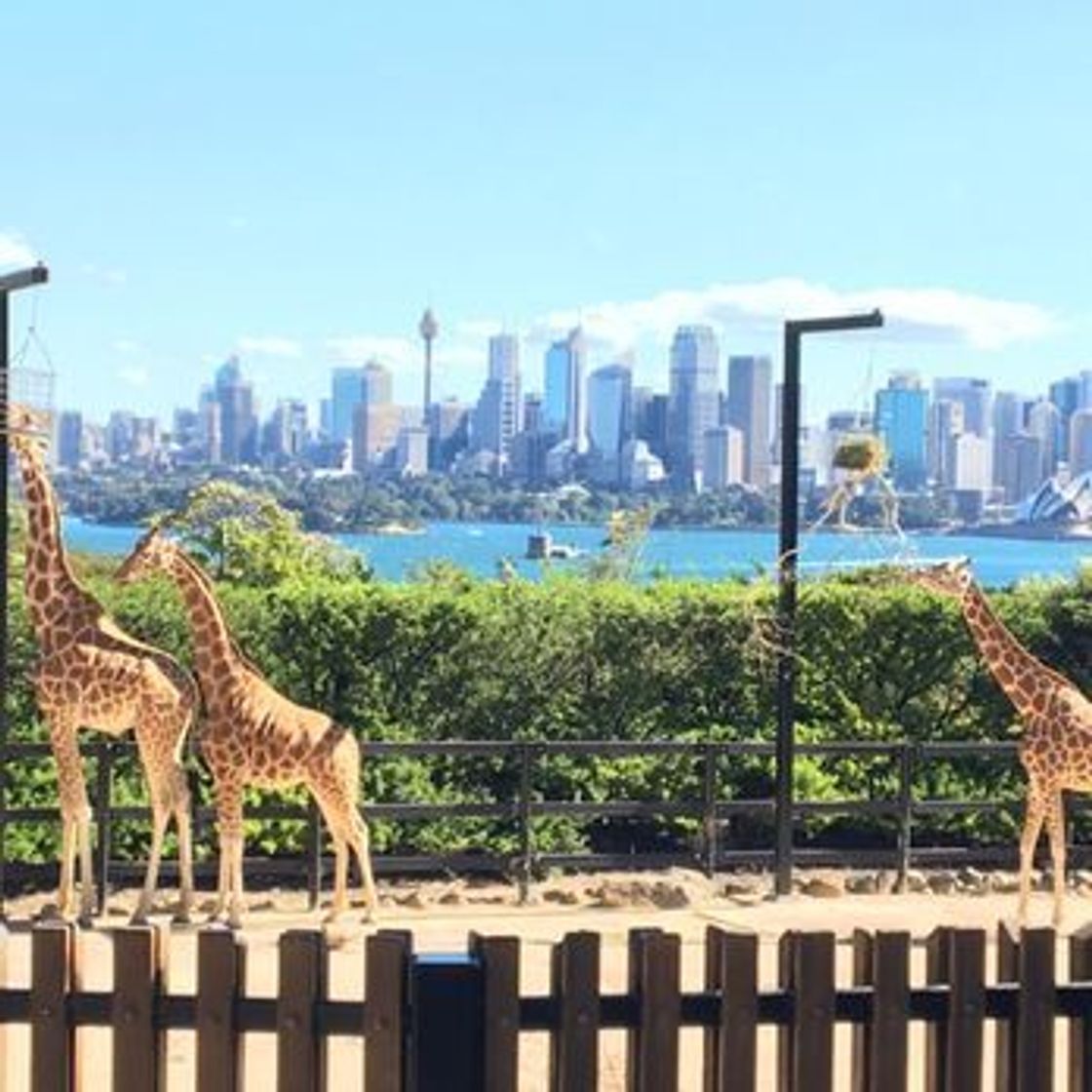 Lugar Taronga Zoo